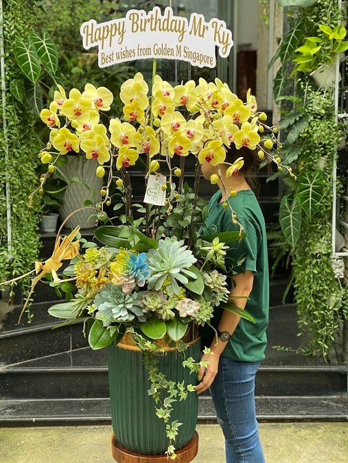Chậu Lan Hồ Điệp Vàng Sen Đá Decor Tài Lộc 2