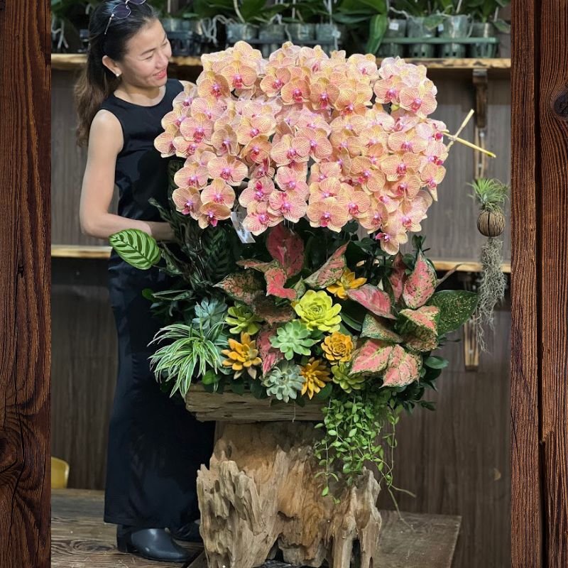 Hoa Hồ Điệp Cam Trồng Gỗ Lũa Decor Sen Đá Sắc Cam Vàng Độc Lạ
