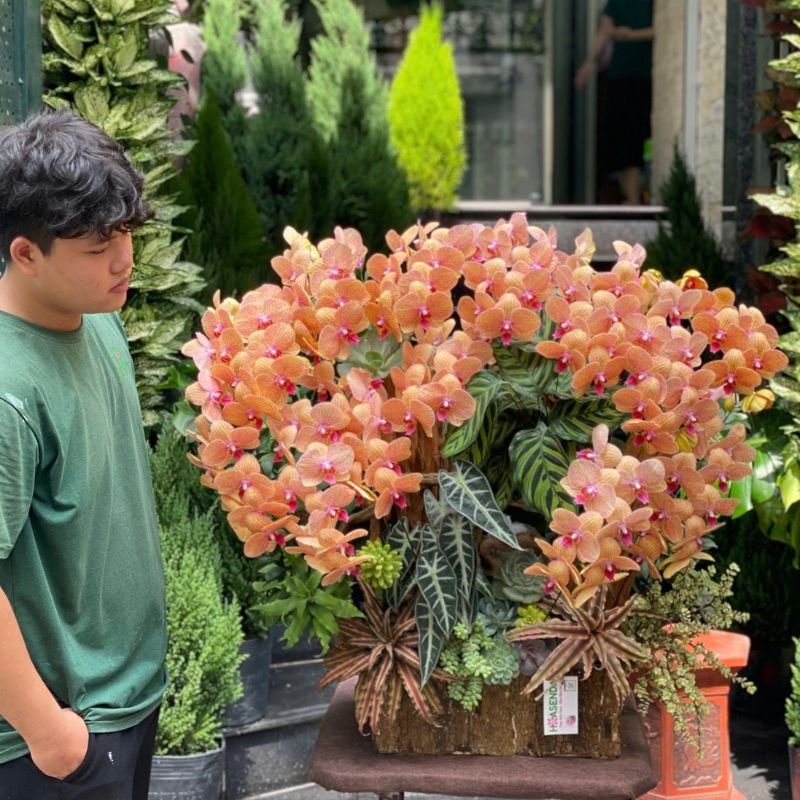 Chậu Hoa Lan Hồ Điệp Cam Hoành Tráng Sang Trọng Tươi Đẹp Bền Lâu