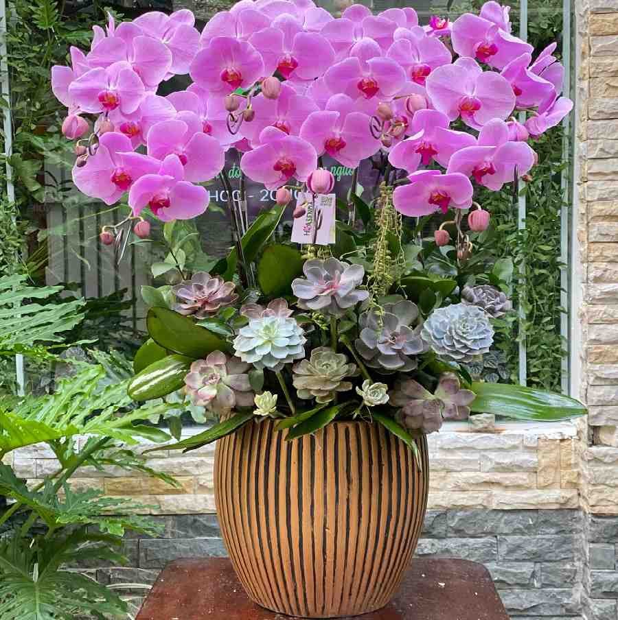 Chậu Lan Hồ Điệp Sen Đá Decor Sắc Tím Lãng Mạn