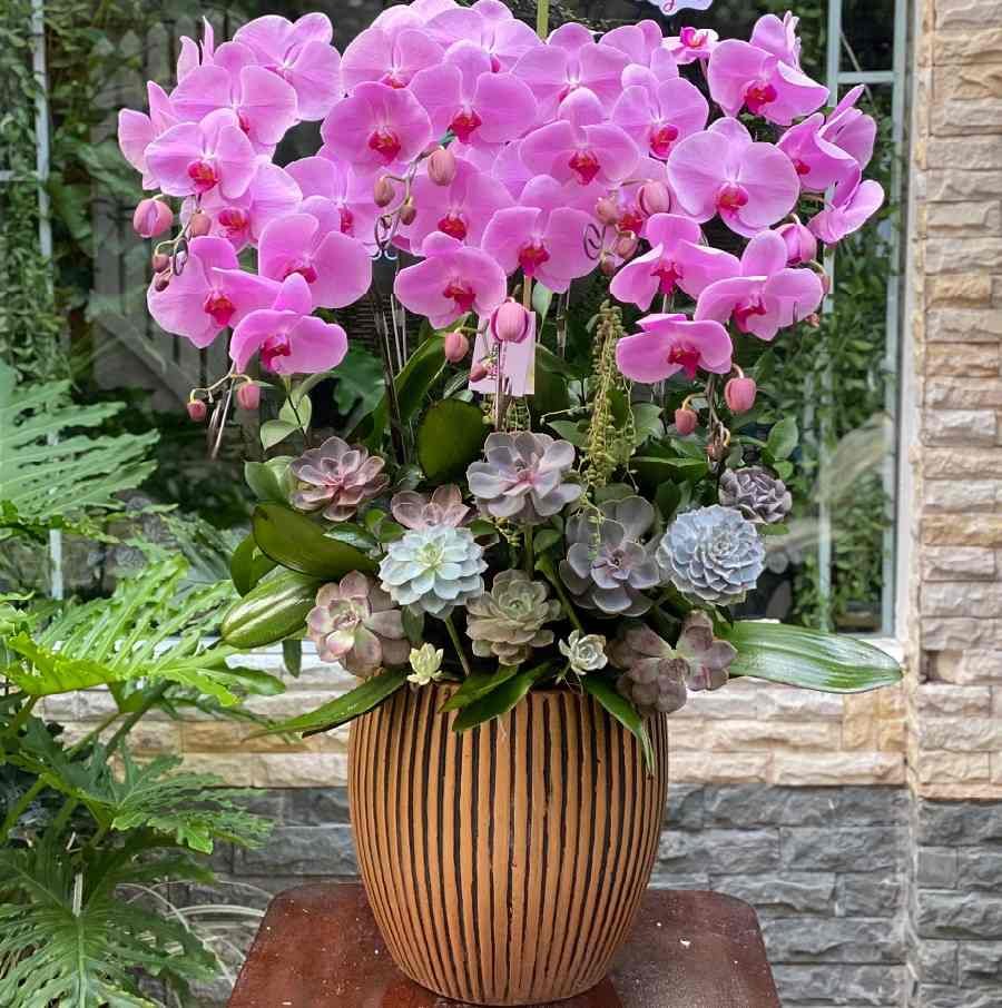 Chậu Lan Hồ Điệp Sen Đá Decor Sắc Tím Lãng Mạn 2