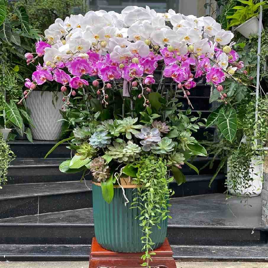 Bình Hoa Lan Mix Sen Đá Khổng Lồ Chưng Đại Sảnh Siêu Sang