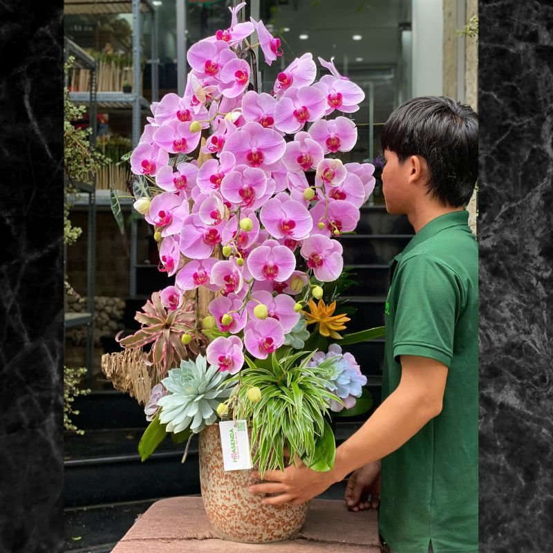 Bình Gỗ Lũa Lan Hồ Điệp Hồng Mix Sen Đá, Dứa Nam Mỹ Sang Trọng, Tươi Lâu