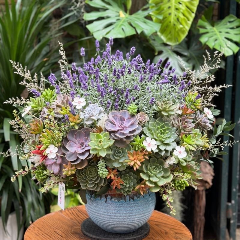 Hoa Sinh Nhật Sếp Nữ Ấn Tượng Với Chậu Lavender Mix Sen Đá Tươi Lâu 2