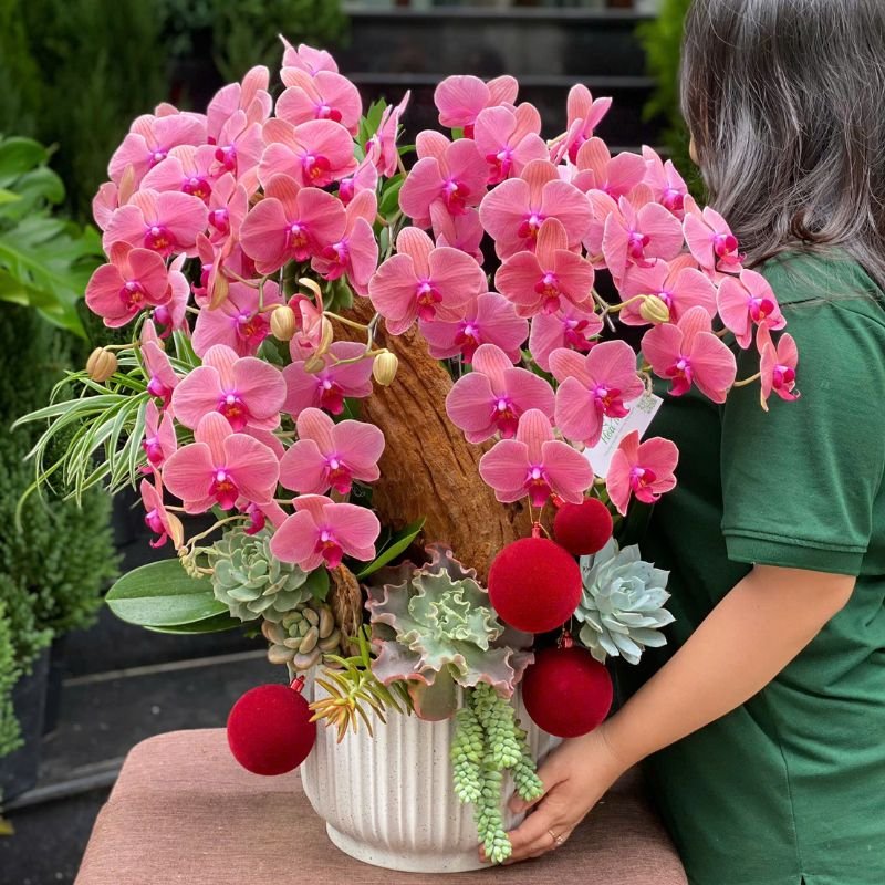 Chậu Lan Hồ Điệp Đỏ Mix Sen Đá-Hoa Chúc Mừng Ngày Tất Niên, Năm Mới Đại Cát Đại Lợi