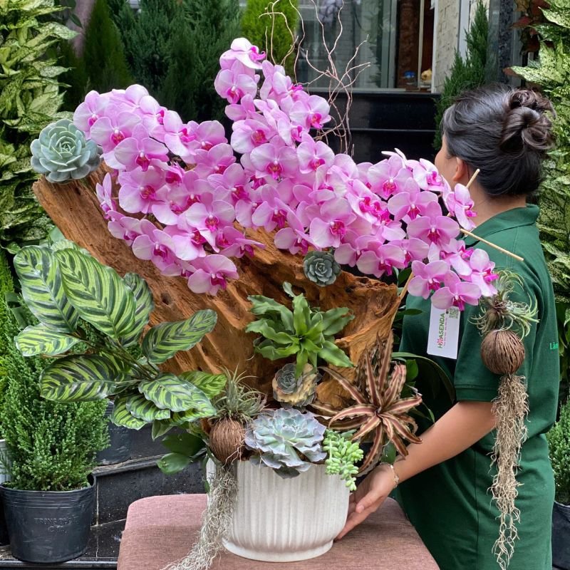 Chậu Lan Hồ Điệp Hồng Trồng Gỗ Lũa Mix Sen Đá-Quà Biếu Sếp Ấn Tượng