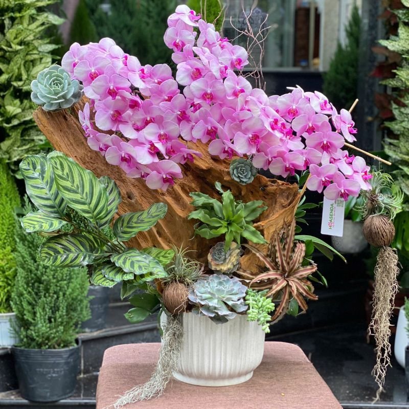 Chậu Lan Hồ Điệp Hồng Trồng Gỗ Lũa Mix Sen Đá-Quà Biếu Sếp Ấn Tượng 2