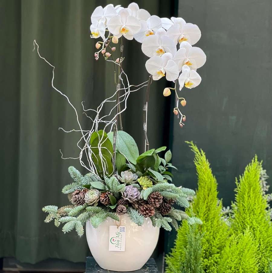 Quà Tặng Giáng Sinh Ý Nghĩa-Lan Hồ Điệp Mix Sen Đá