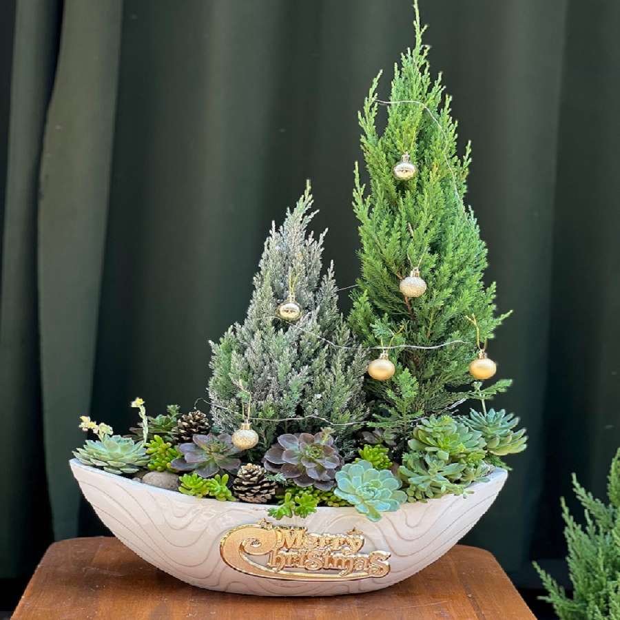 Quà Tặng Noel Độc Lạ: Tiểu Cảnh Sen Đá Mix Cây Thông