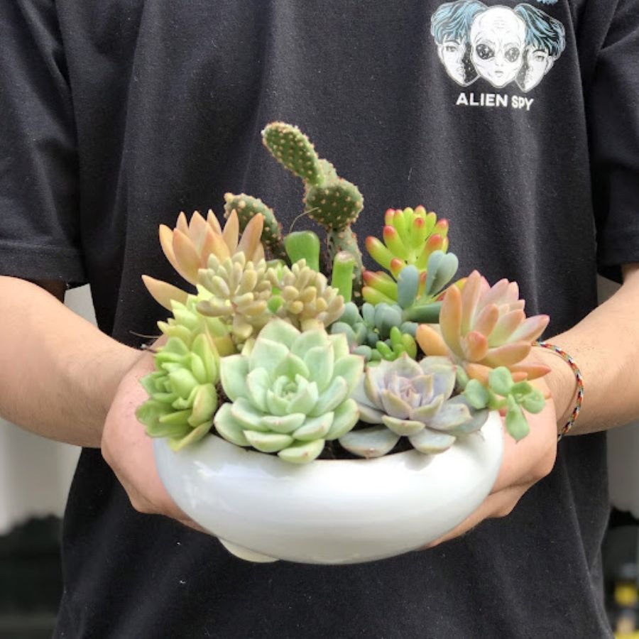 Quà Tặng Khách Mời Hội Nghị -Chậu Sen Đá Để Bàn Mini Ý Nghĩa