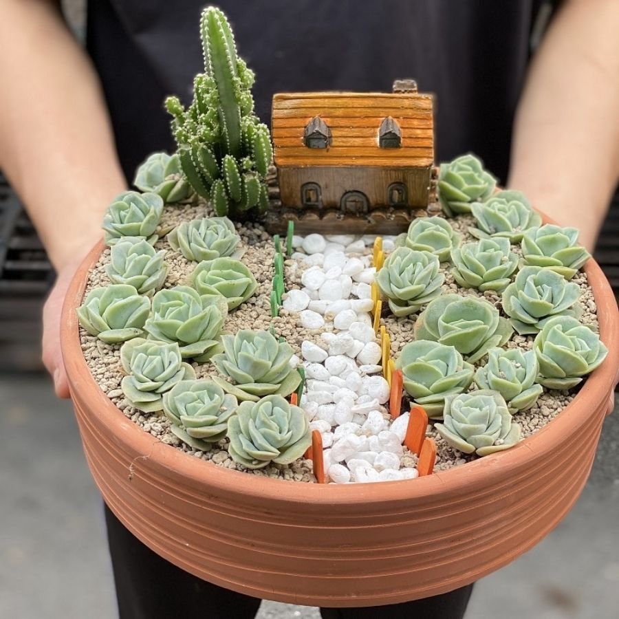 Chọn Hoa Chúc Mừng Sinh Nhật Bạn Trai Mới Lạ Với Giỏ Hoa Sen Đá Độc Đáo 2