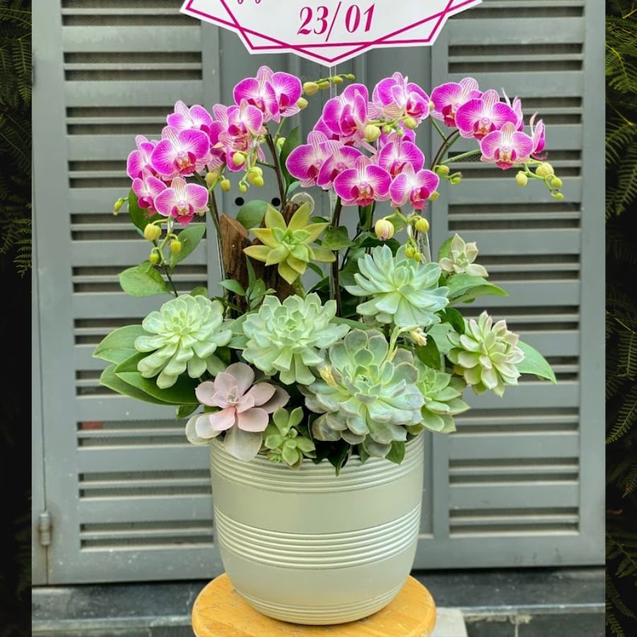 Hoa Lan Khai Trương Mix Sen Đá Nhân Đôi Tài Lộc