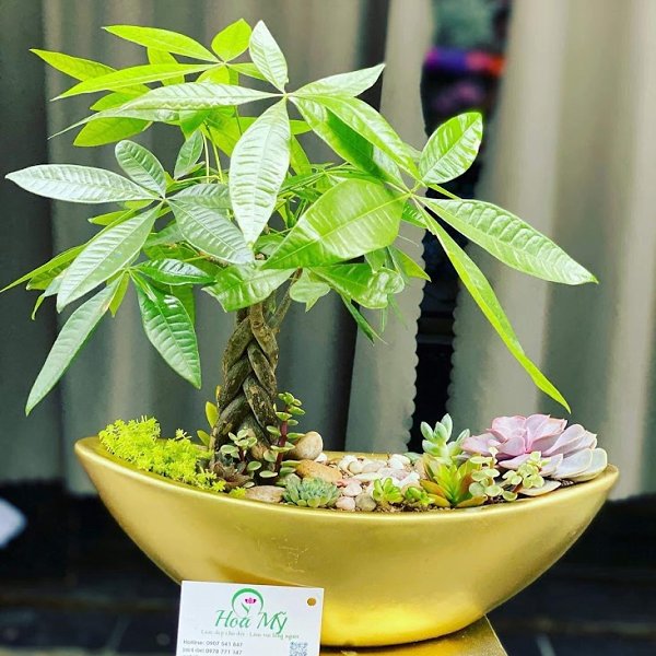 Chậu Hoa Khai Trương Để Bàn Cây Sen Đá Trưng Tươi Bao Lâu?