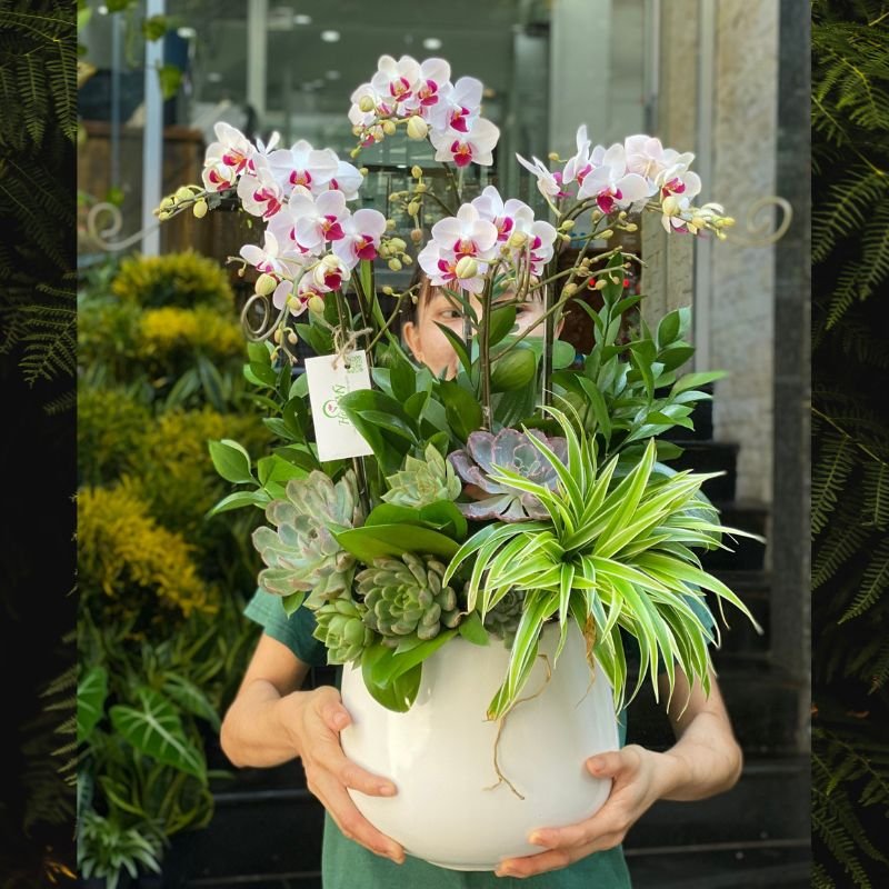 Hoa Tặng Khai Trương Cây Sen Đá Mix Lan Hồ Điệp Nhỏ Để Bàn