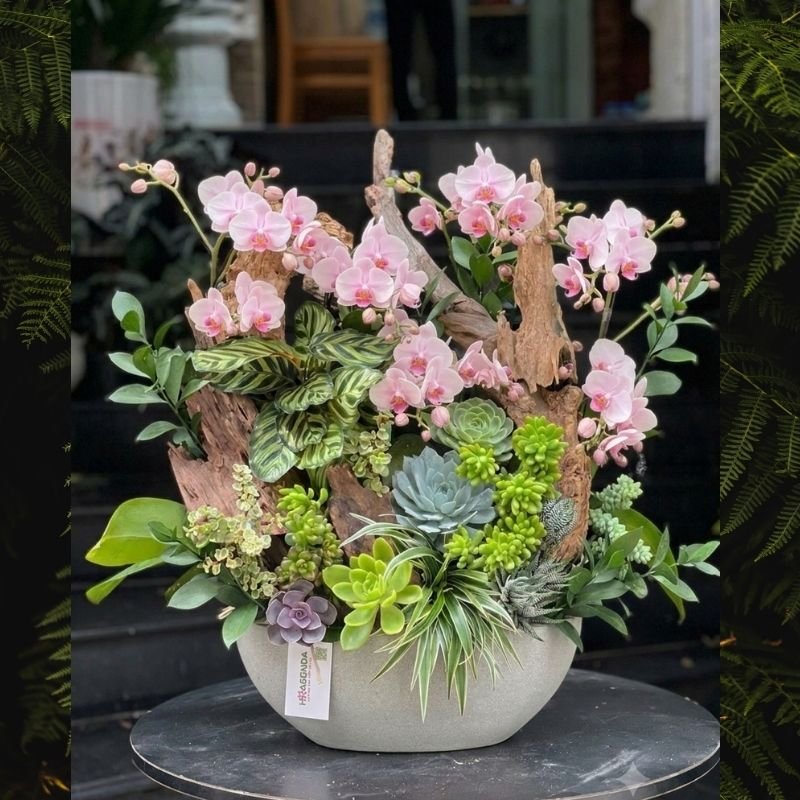 Hoa Khai Trương Để Bàn: Chậu Lan Hồ Điệp Mini Mix Sen Đá, Gỗ Lũa 2