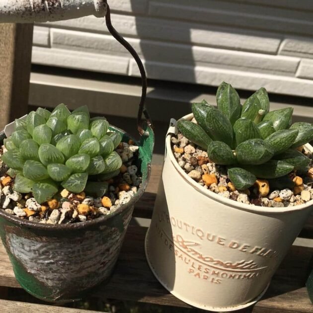 Sen Đá Kim Cương Vừa Mang Tài Lộc Lẫn Sức Khỏe, May Mắn