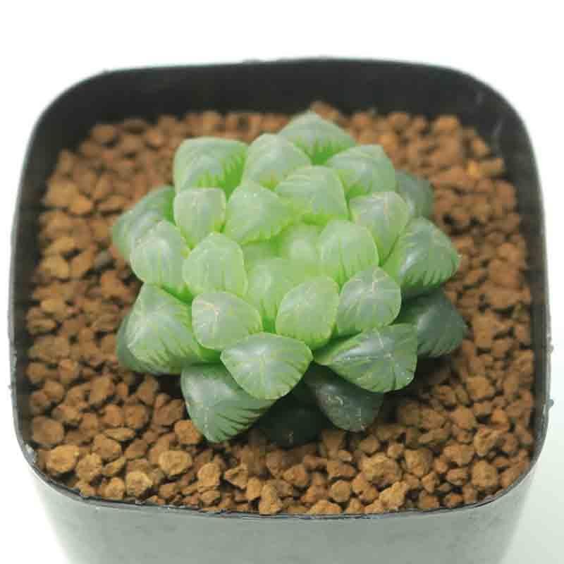 Sen Đá Kim Cương Vừa Mang Tài Lộc Lẫn Sức Khỏe, May Mắn 2