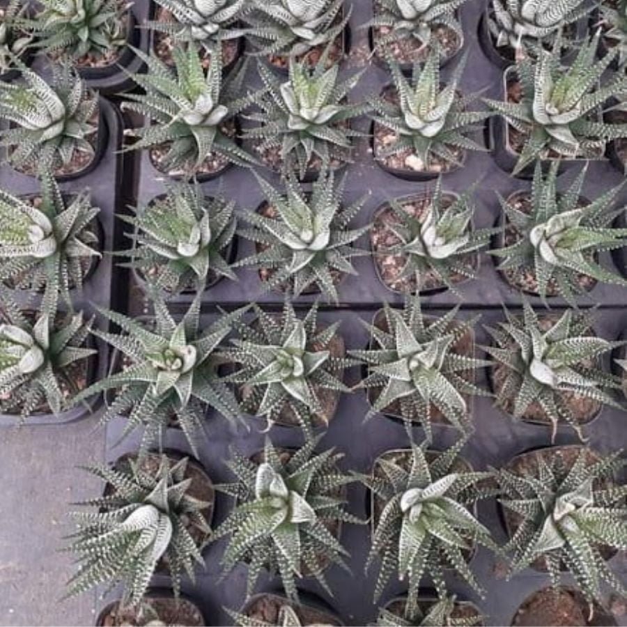 Sen Đá Móng Rồng: Cái Tên Nói Lên Quyền Lực 2