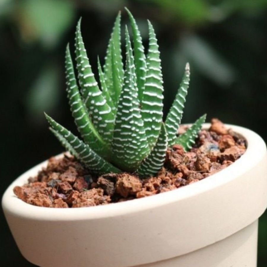Sen Đá Móng Rồng: Cái Tên Nói Lên Quyền Lực