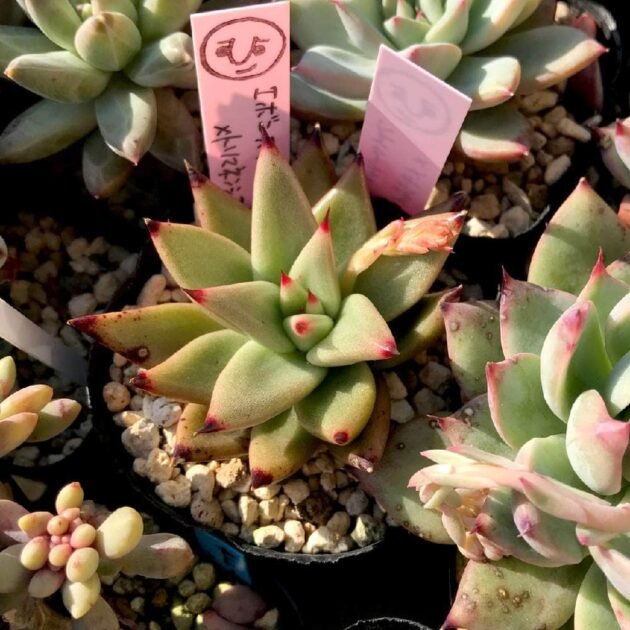 Sen Đá Đế Vương Có Ưu Điểm Gì? Mua Sỉ Lẻ Ở Đâu? 3