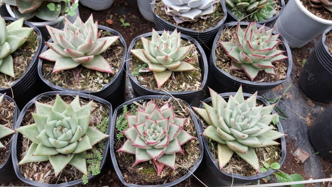 Sen Đá Đế Vương Có Ưu Điểm Gì? Mua Sỉ Lẻ Ở Đâu? 2