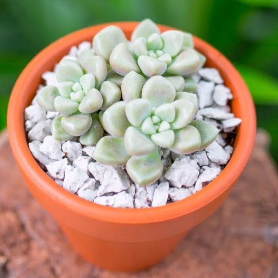 Sen Đá Kim Tuyến Mua Ở Đâu Tại TPHCM?