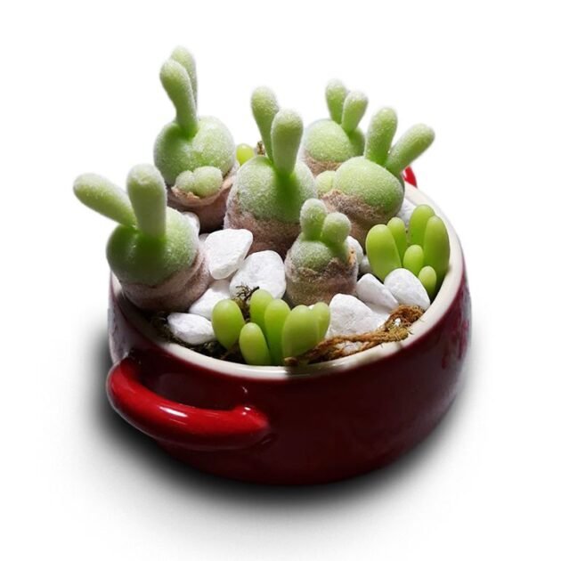Sen Đá Tai Thỏ Sỉ Lẻ Khu Vực TPHCM