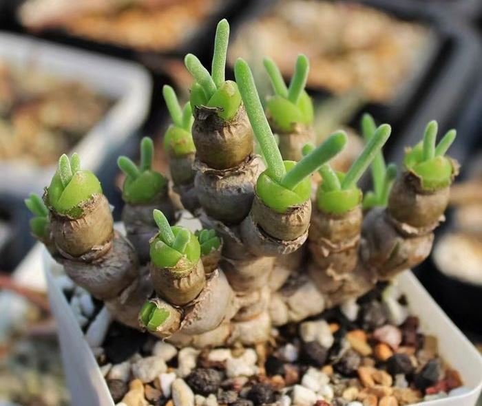 Sen Đá Tai Thỏ Sỉ Lẻ Khu Vực TPHCM 3