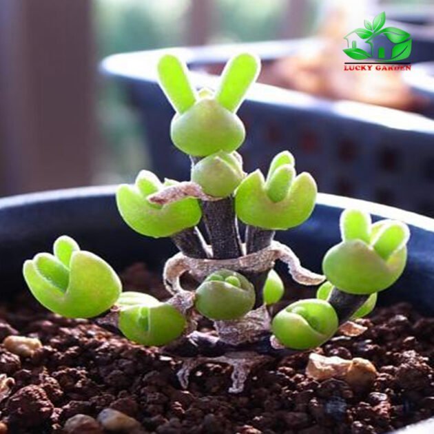 Sen Đá Tai Thỏ Sỉ Lẻ Khu Vực TPHCM 2