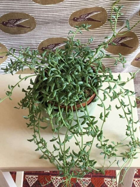 Sen Đá Cá Heo Mua Ở Đâu Giá Sỉ? 3