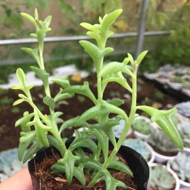 Sen Đá Cá Heo Mua Ở Đâu Giá Sỉ?