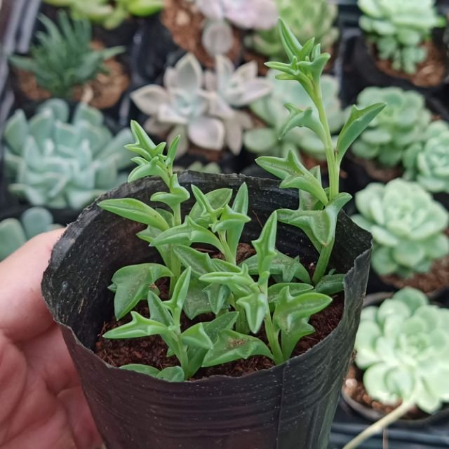 Sen Đá Cá Heo Mua Ở Đâu Giá Sỉ? 2
