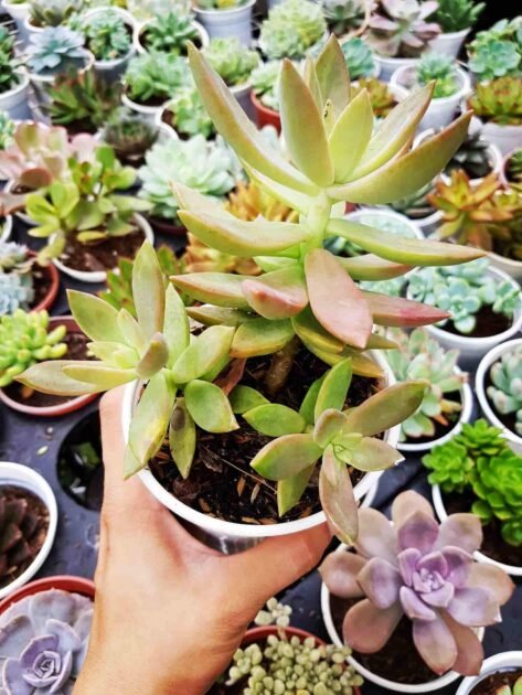 Sen Đá Cam-Nơi Bán Giá Sỉ Tại TPHCM 3