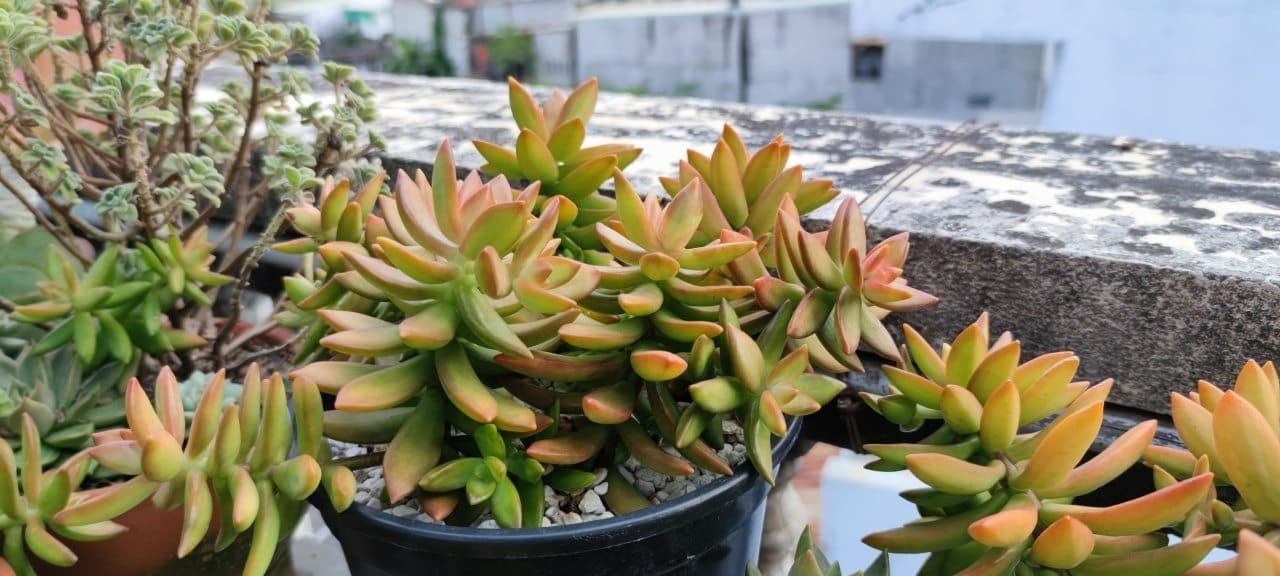 Sen Đá Cam-Nơi Bán Giá Sỉ Tại TPHCM 2