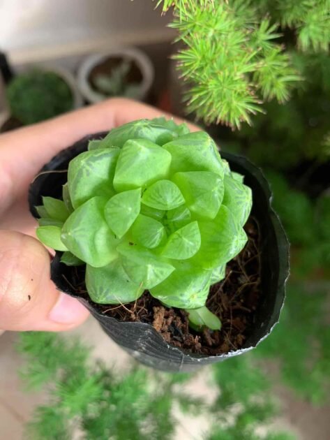 Sen Đá Dạ Quang-Mua Sỉ Lẻ Cây Mập, Khỏe