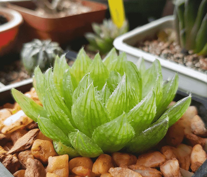 Sen Đá Dạ Quang-Mua Sỉ Lẻ Cây Mập, Khỏe 3