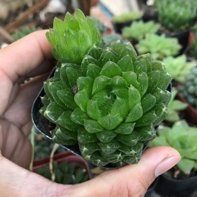 Sen Đá Dạ Quang-Mua Sỉ Lẻ Cây Mập, Khỏe 2