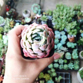 Sen Đá Hải Ly Đa Dạng Size, Màu Sắc 2