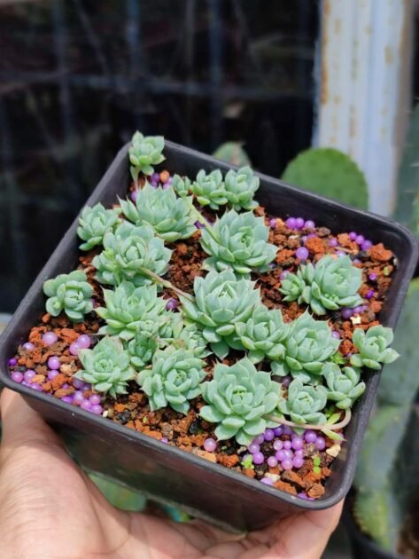 Các Loại Sen Đá Dù-Nơi Bán Cây Mập, Khỏe-Giá Tốt 3