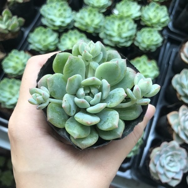 Các Loại Sen Đá Dù-Nơi Bán Cây Mập, Khỏe-Giá Tốt