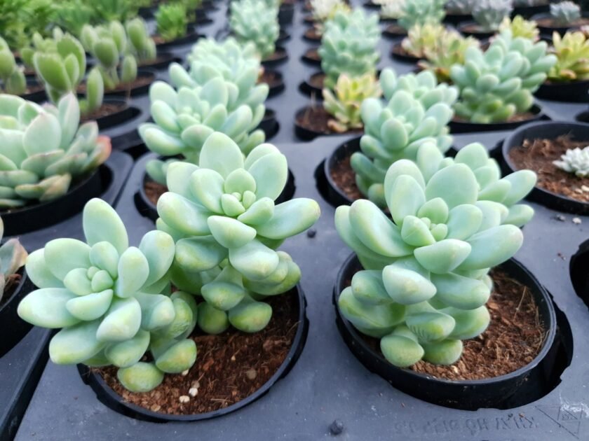 Sen Đá Sỏi: Cách Trồng-Ý Nghĩa-Giá Mua Sỉ Lẻ