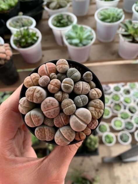Sen Đá Thạch Lan (SEN ĐÁ MÔNG) Mua Ở Đâu Giá Tốt? 2