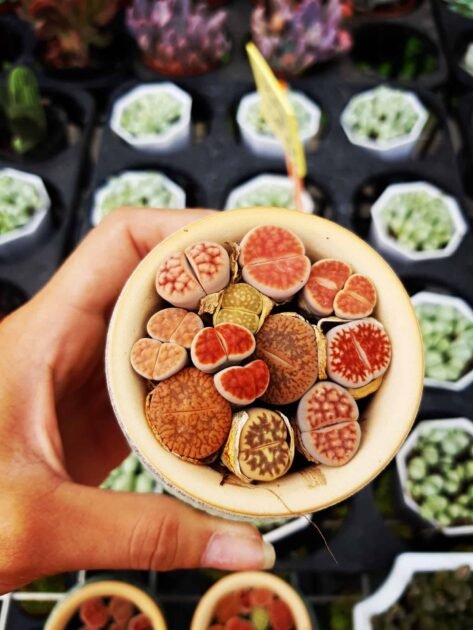 Sen Đá Thạch Lan (SEN ĐÁ MÔNG) Mua Ở Đâu Giá Tốt?