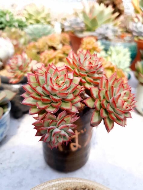Sen Đá Viền Đỏ, Viền Lửa, Viền Hồng-Giá Cạnh Tranh 2