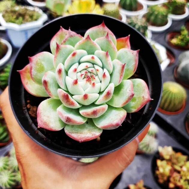 Sen Đá Viền Đỏ, Viền Lửa, Viền Hồng-Giá Cạnh Tranh 3
