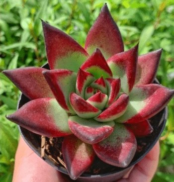 Cách Chăm Sóc Sen Đá Đế Vương Đỏ-Giá Sỉ Lẻ 3