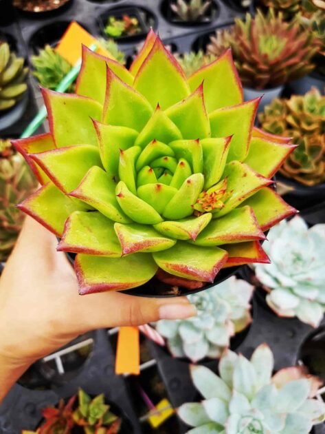 Cách Chăm Sóc Sen Đá Đế Vương Đỏ-Giá Sỉ Lẻ 2