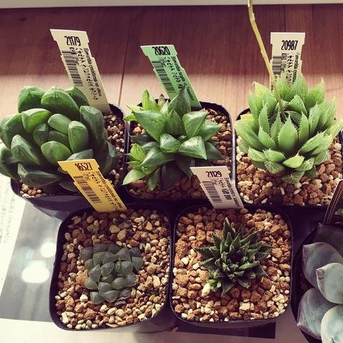Sen Đá Haworthia Mua Sỉ Lẻ Giá Tốt Ở Đâu Tại TPHCM?
