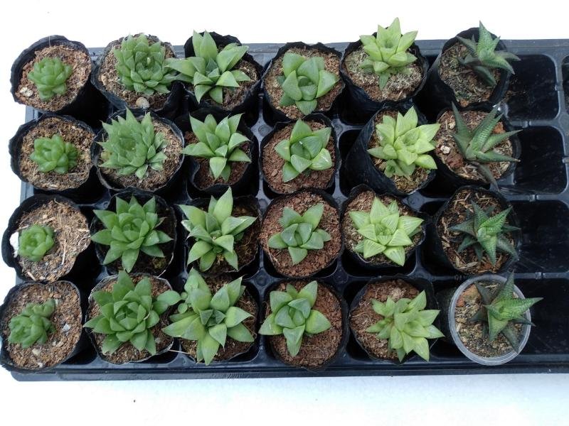 Sen Đá Haworthia Mua Sỉ Lẻ Giá Tốt Ở Đâu Tại TPHCM? 2