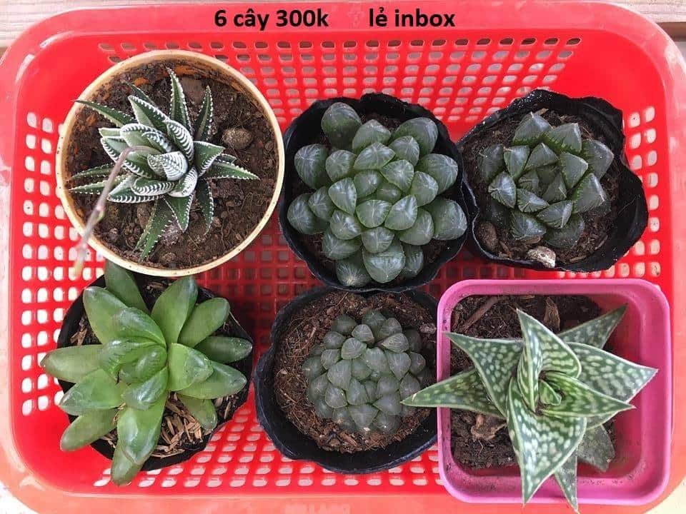Sen Đá Haworthia Mua Sỉ Lẻ Giá Tốt Ở Đâu Tại TPHCM? 3